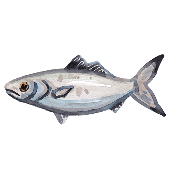 07_527Fisch